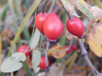 DSCN8458.JPG