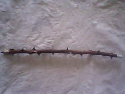 IMG1173A.jpg