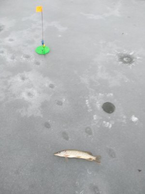 IMG_20181209_080015.jpg