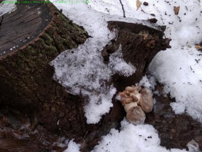 подснежник.JPG