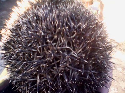 IMG1201A.jpg