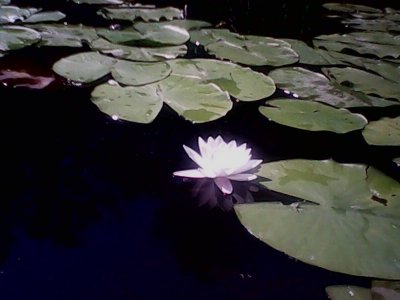 IMG1231A.jpg