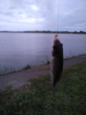 IMG_20190710_213133.jpg