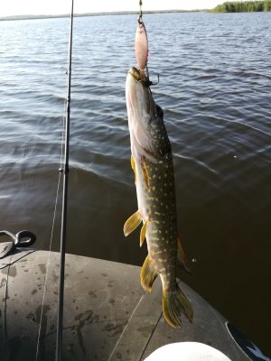 IMG_20190713_075439.jpg