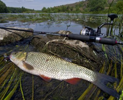 PROFESSIONAL + SHIMANO Sustain + Chub.JPG