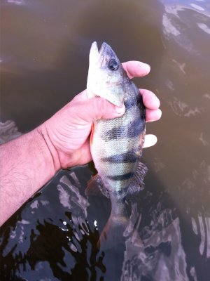 IMG_20190720_165045.jpg