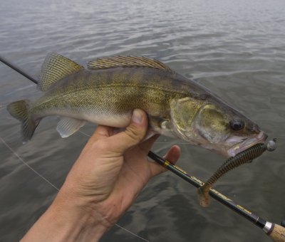 SkyLine + FAT Swing 3.8 + Zander.JPG