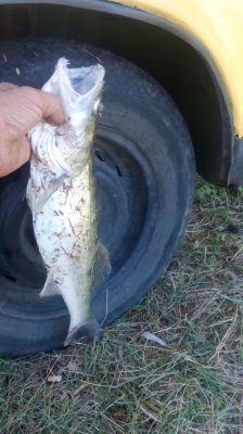 IMG_20190919_094540[1].jpg