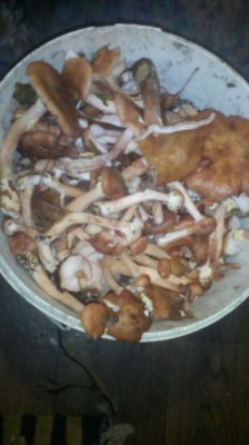 IMG_20191025_114157[1].jpg