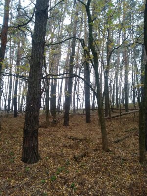 IMG_20191024_131522.jpg