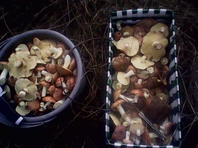 IMG1279A.jpg