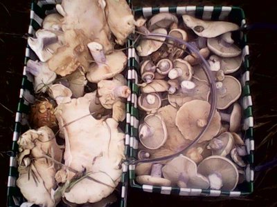 IMG1287A.jpg