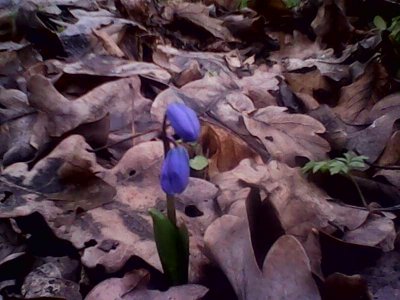 IMG1312A.jpg