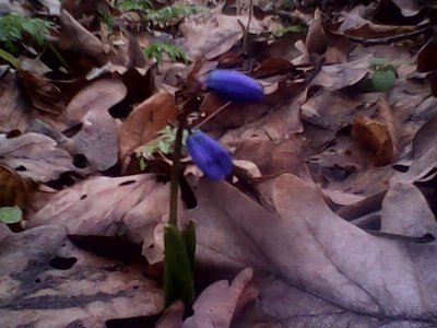 IMG1313A.jpg