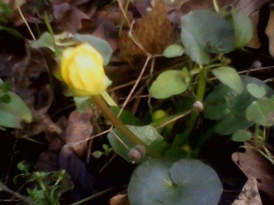 IMG1316A.jpg