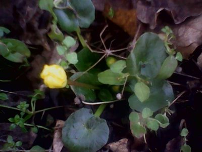 IMG1317A.jpg