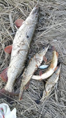 received_2545048769048440.jpeg
