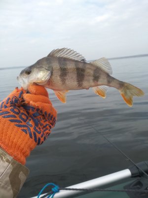 IMG_20200330_095958.jpg