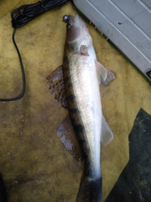 IMG_20200330_102028.jpg