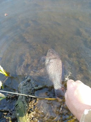 IMG_20200403_163848.jpg