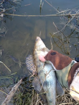 IMG_20200408_083719.jpg