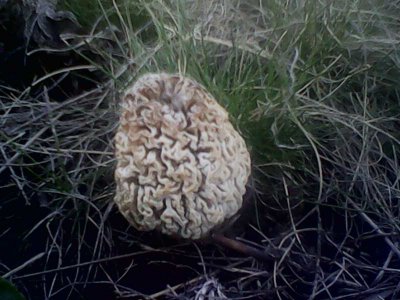 IMG1349A.jpg