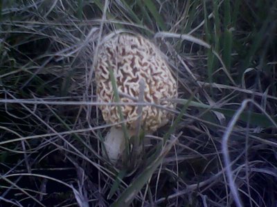 IMG1350A.jpg