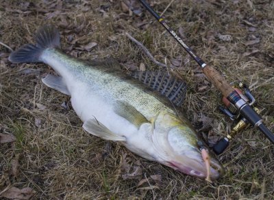 FAVORITE SkyLine + SHIMANO Stella + KEITECH FAT Swing Impact 2.JPG