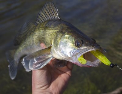 KEITECH Easy Shiner.JPG