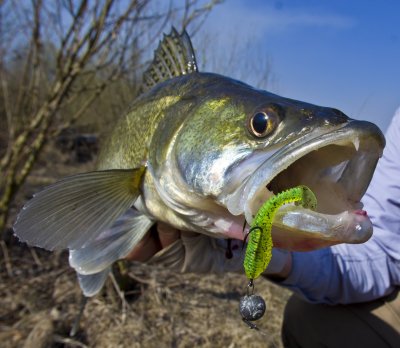 SELECT FAT Fish 1.JPG