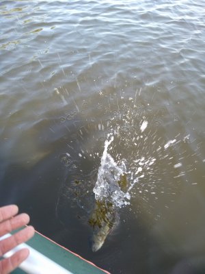 IMG_20200612_094837_1.jpg