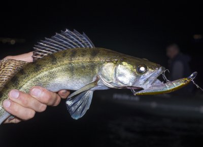 DUO Realis Jerkbait.JPG