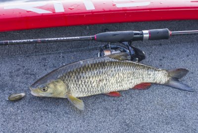 FAVORITE Professional + SHIMANO Vanquish + USAMI Purin.JPG