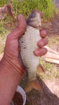 IMG_20200628_123617[1].jpg