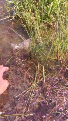 IMG_20200628_123629[1].jpg