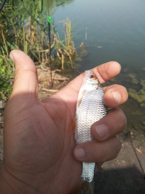 IMG_20200705_100703.jpg