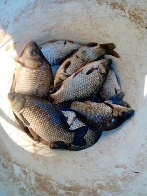 IMG_20200816_081648.jpg