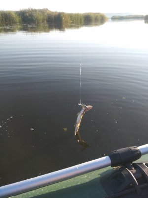 IMG_20200824_072126.jpg