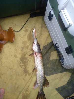 IMG_20200905_163047.jpg