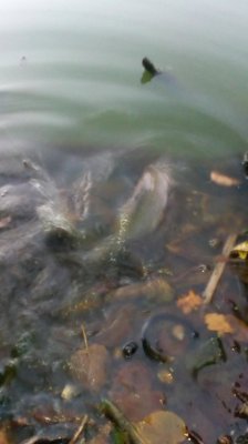 IMG_20200907_192102[1].jpg