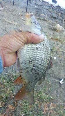 IMG_20200913_085317[1].jpg