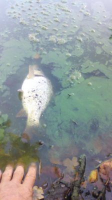 IMG_20200913_085331[1].jpg