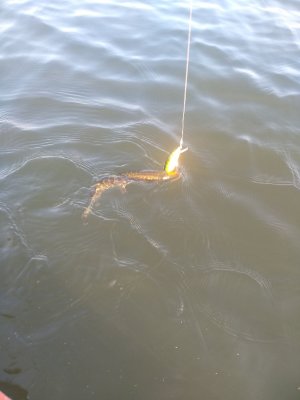 IMG_20200915_173232.jpg