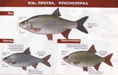 karpovie.jpg