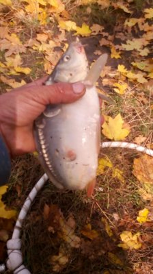 IMG_20201002_132554[1].jpg
