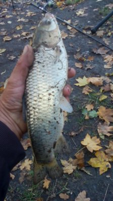 IMG_20201003_173724[1].jpg