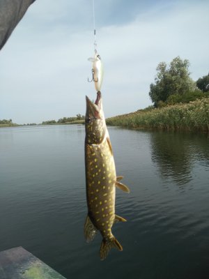 IMG_20201006_140521.jpg