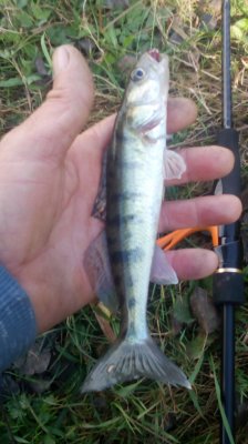 IMG_20201019_113531[1].jpg