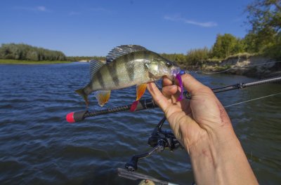 FAVORITE Rapid + SHIMANO Vanquish + KEITECH Swing Impact.JPG