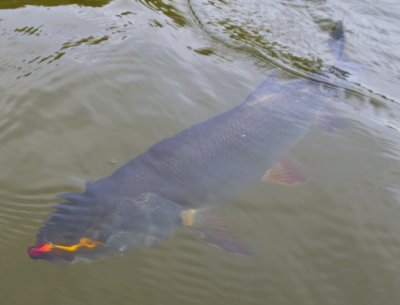 DUO Realis VIB Nitro 65 (2).JPG